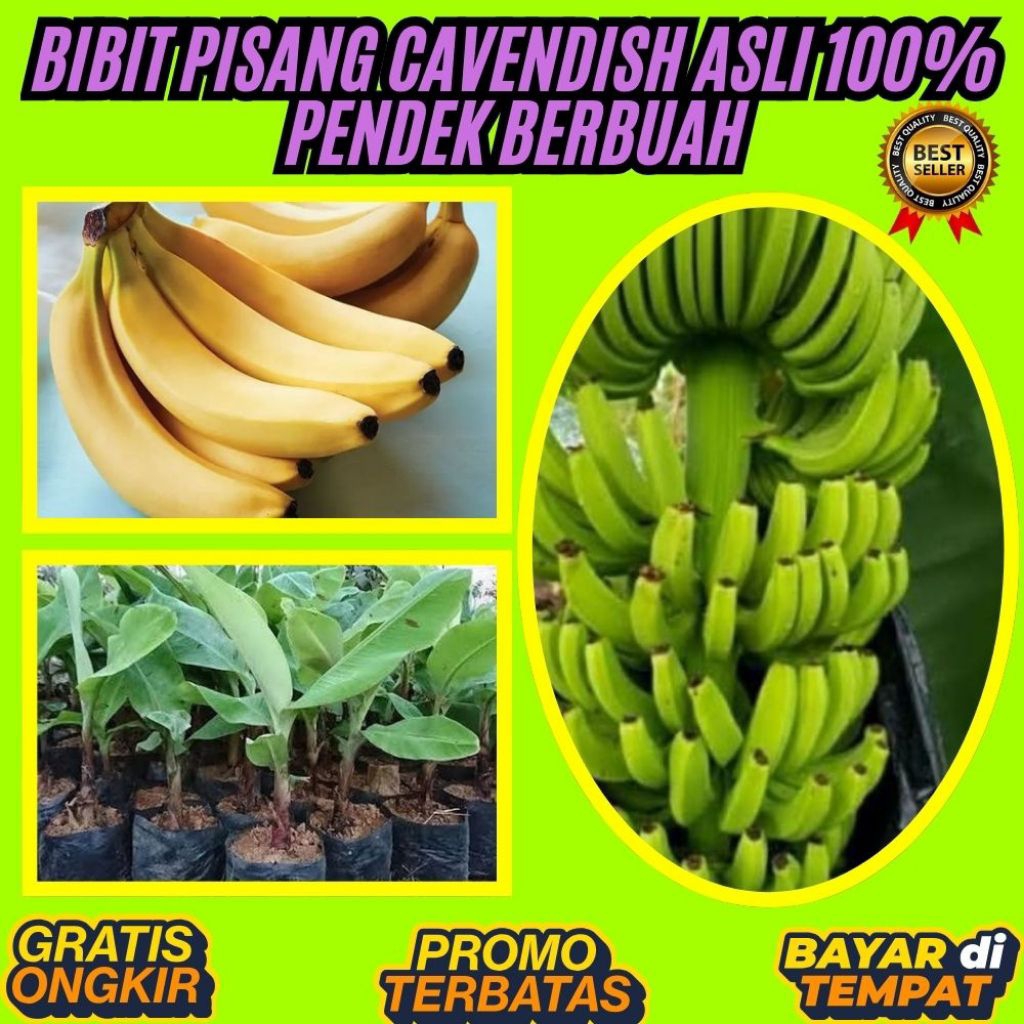 TERPERCAYA  Pohon Pisang Cavendish Pendek  Pohon Pisang Cavendish Sunpride