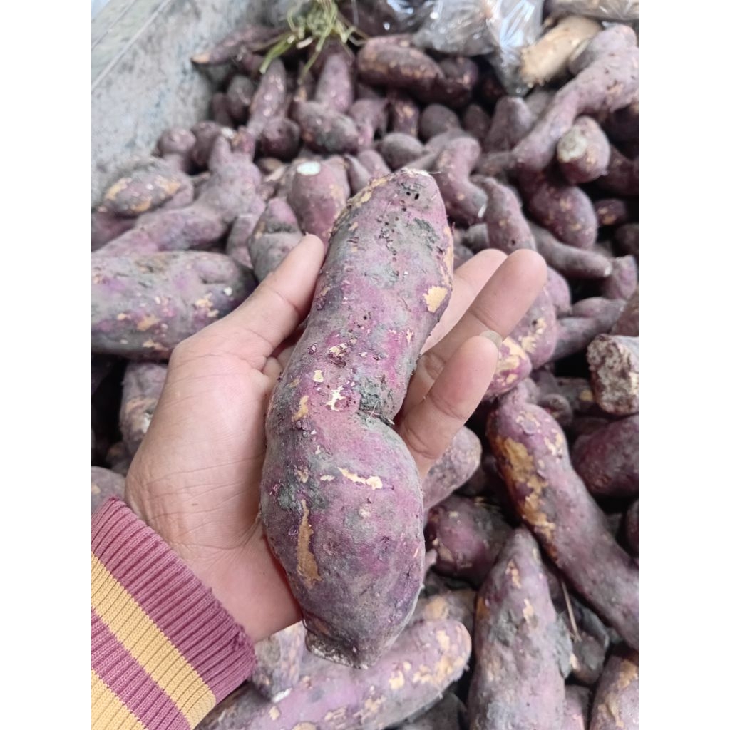 ubi jalar 1kg/ ubi putih jalar ubi rambat