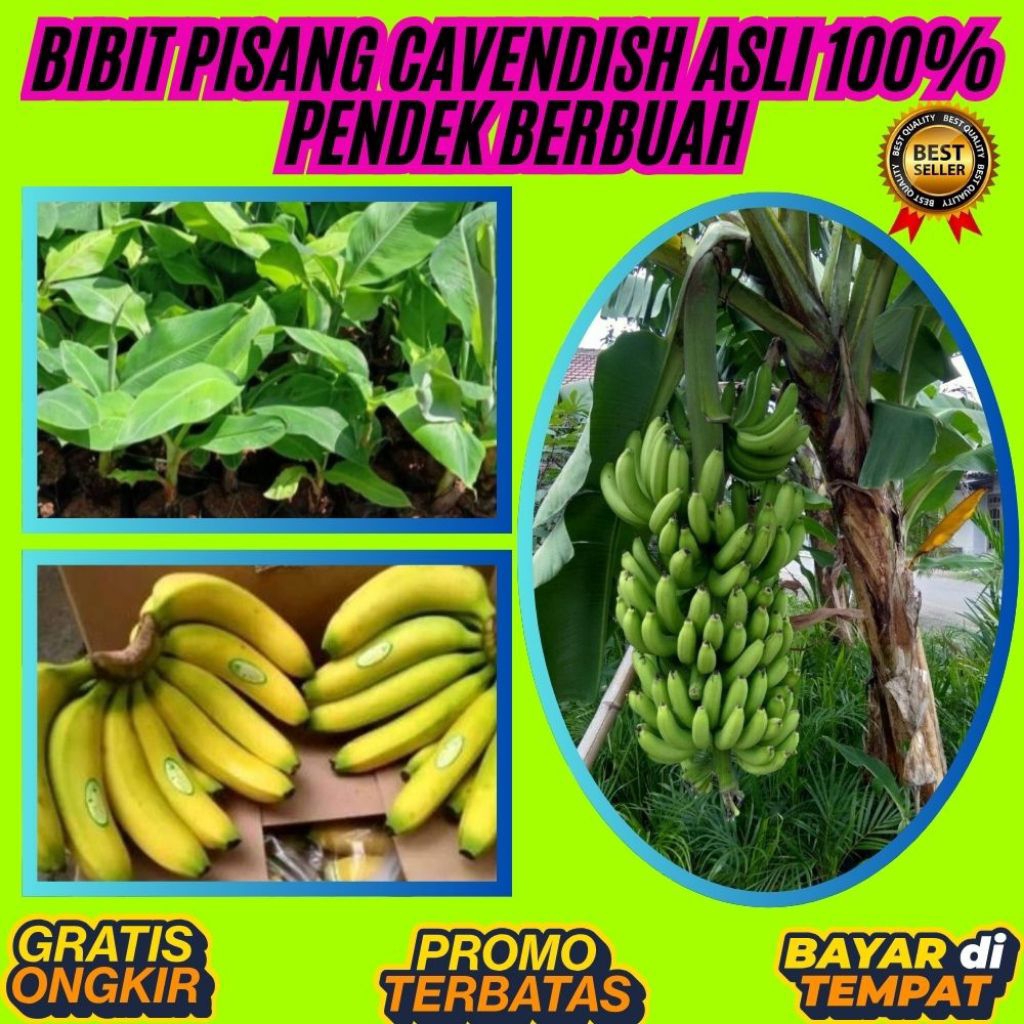 100% ASLI  Benih Pisang Cavendish  Benih Pisang Cavendish Asli