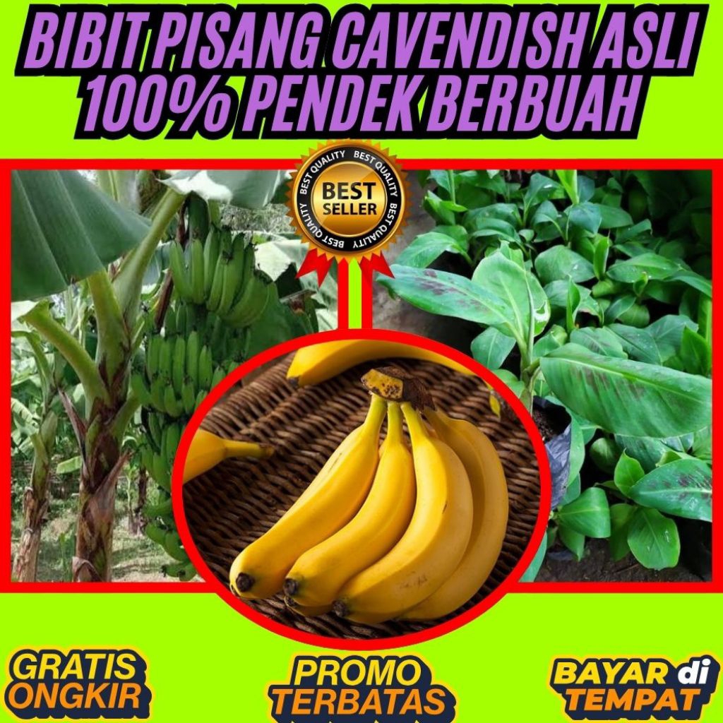 TERBUKTI ASLI  Bibit Pisang Cavendish G9  Bibit Pisang Cavendish Harga  Bibit Pisang Cavendish Kultu