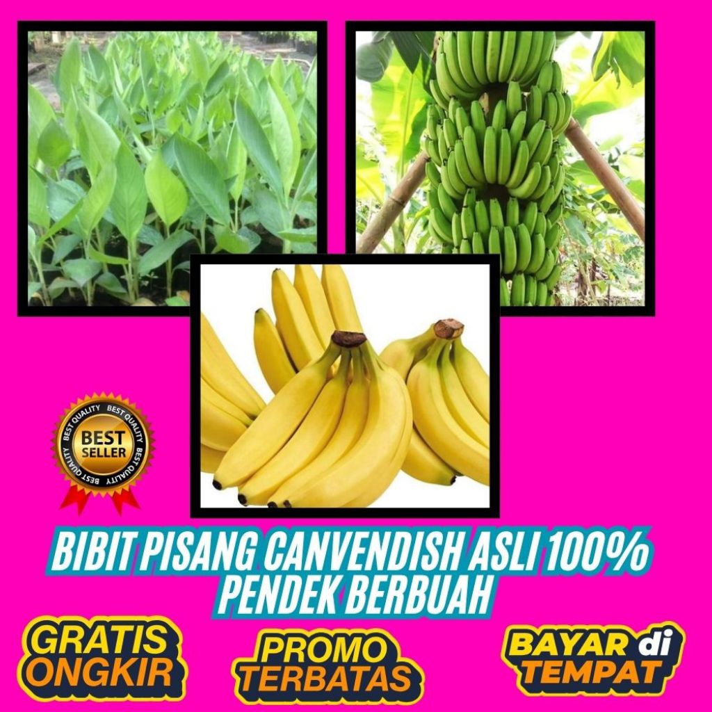 BIBIT SUPER  Tanaman Pisang Cavendish Pendek  Tanaman Pisang Cavendish Super  Tanaman Pisang Cavendi