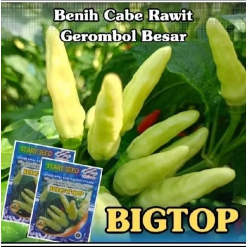 Bibit Cabe Rawit Unggul BIGTOP Benih Cabe Rawit Unggul Tahan Virus Bibit Cabe Rawit Grombol