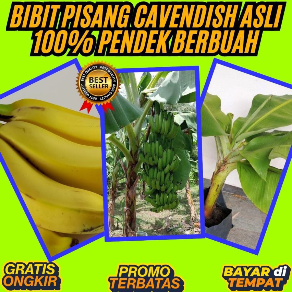 GRATIS ONGKIR  Benih Pisang Cavendish Asli  Benih Pisang Cavendish Berbuah Benih Pisang Cavendish Da
