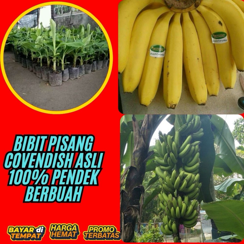 ASLI !! Pohon Pisang Cavendish Mini