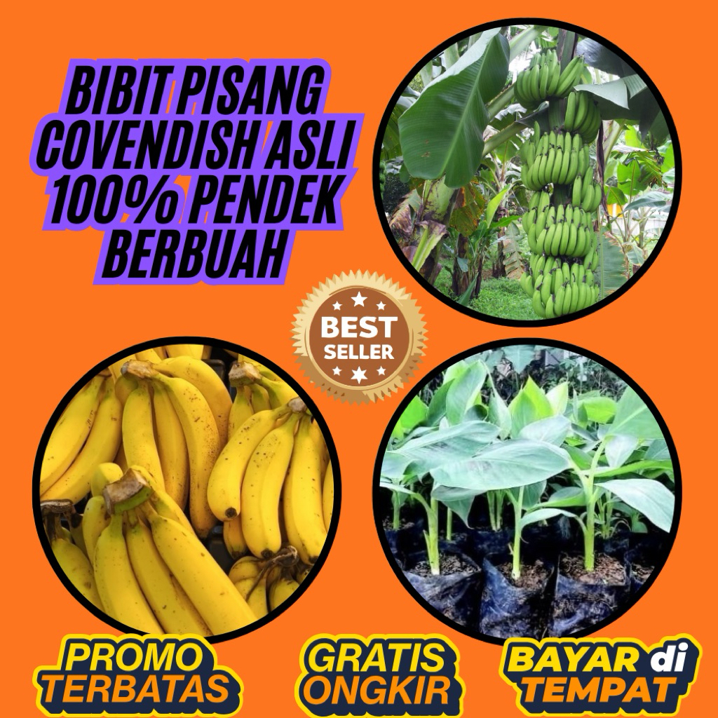 TERBUKTI ASLI  Bibit Pisang Cavendish G9