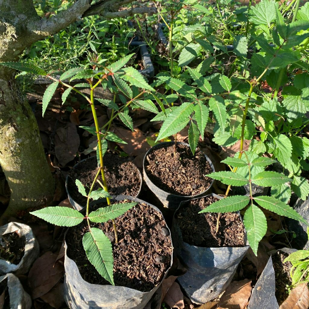 BIBIT ANDALIMAN LADA BATAK