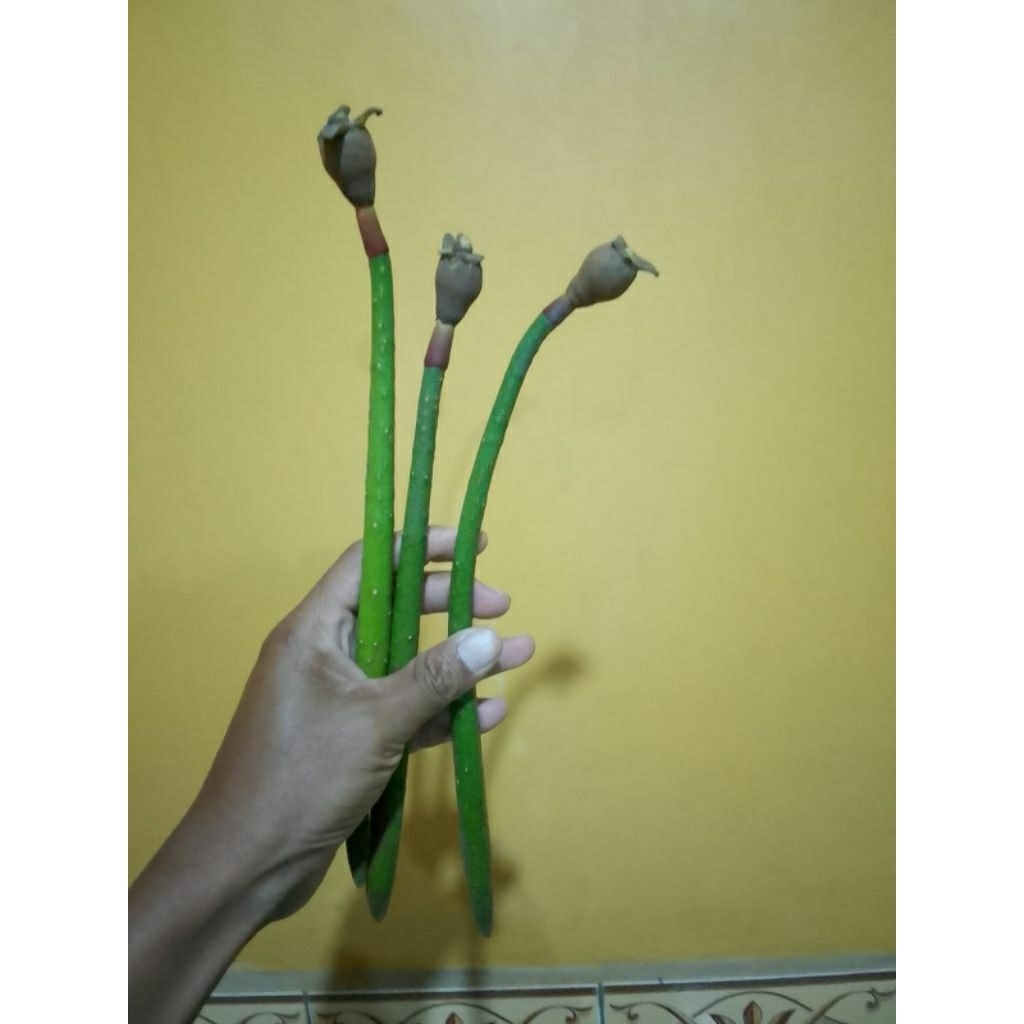 BIBIT BAKAU RIZHOPORA MURAH