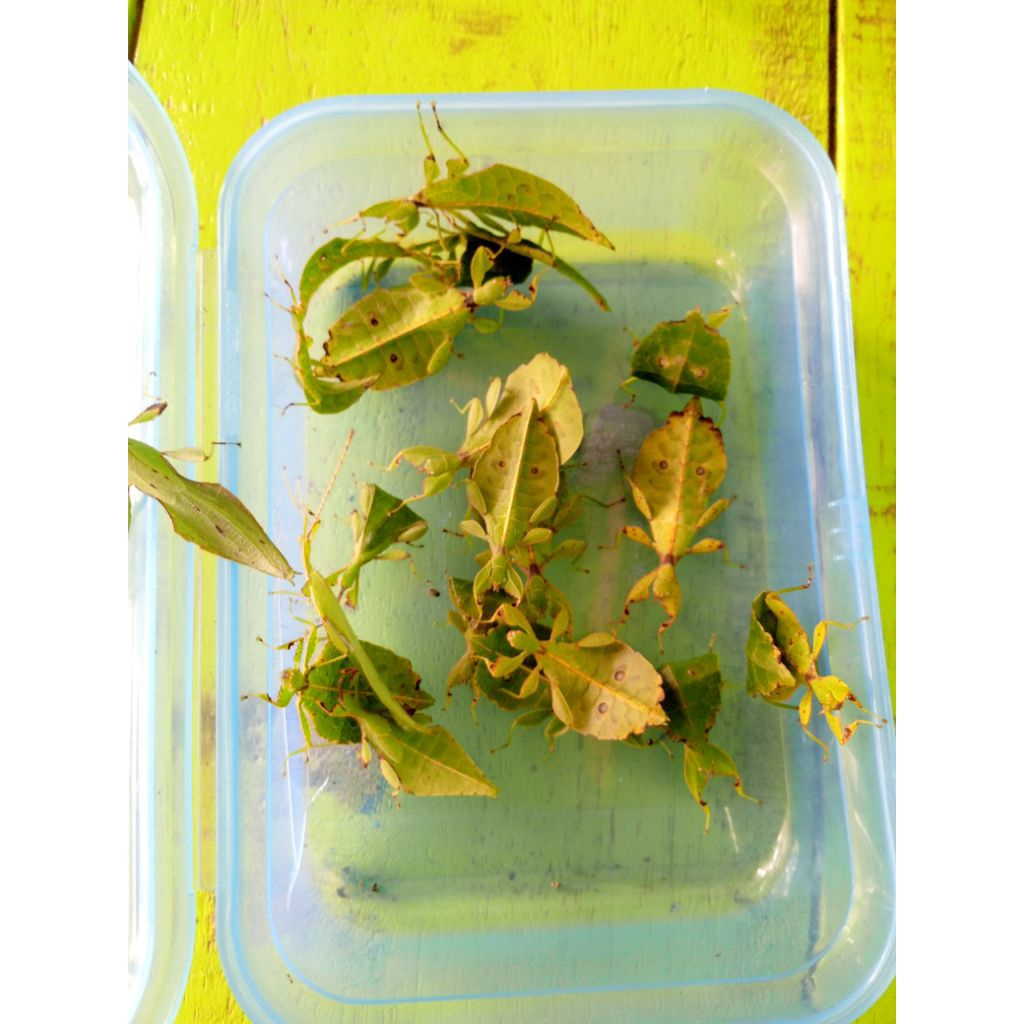 belalang daun jambu sepasang