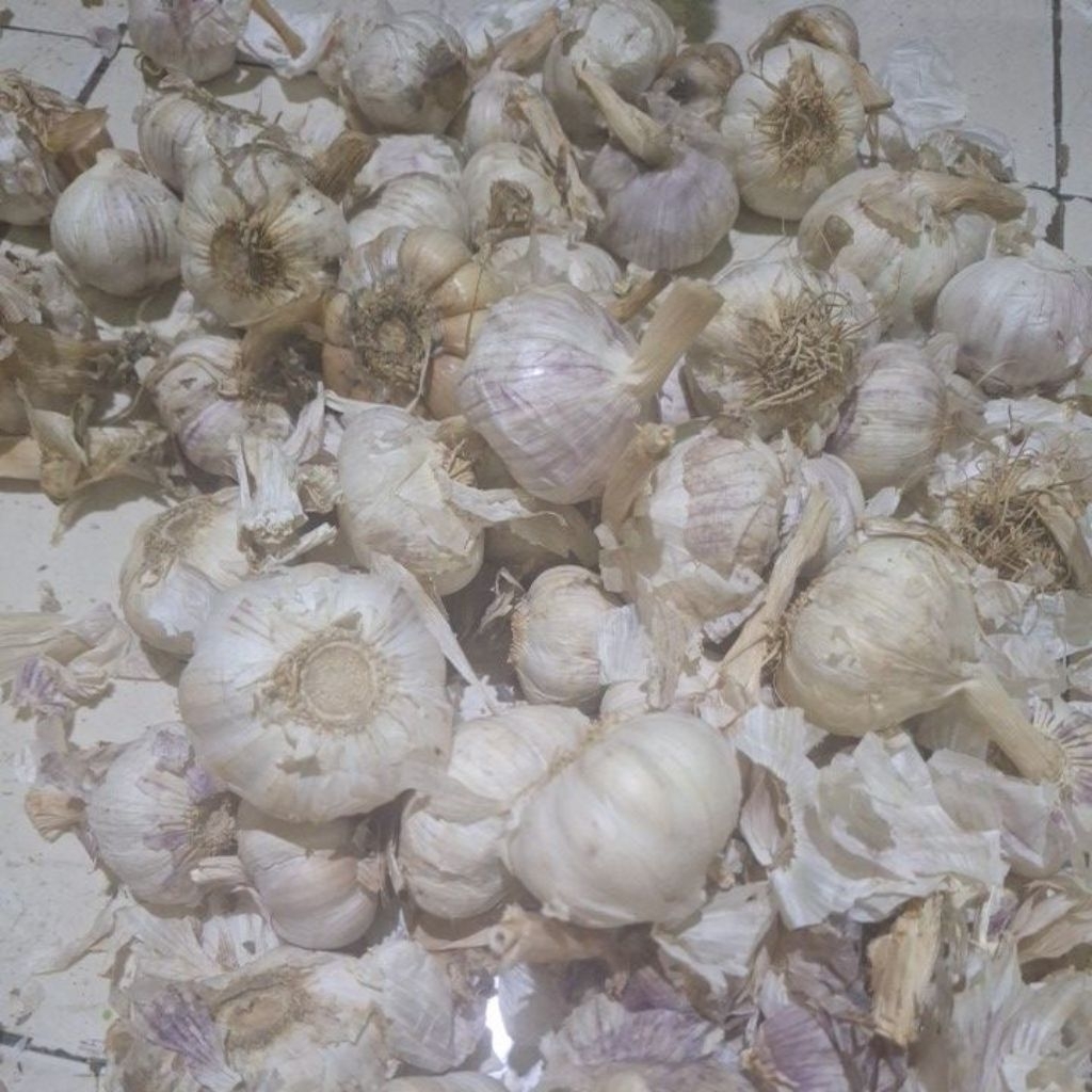 bawang putih kotor