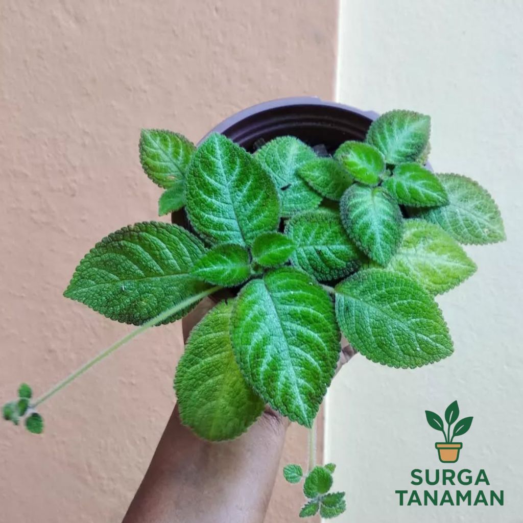 Tanaman hias indoor episcia hijau - tanaman episcia hijau