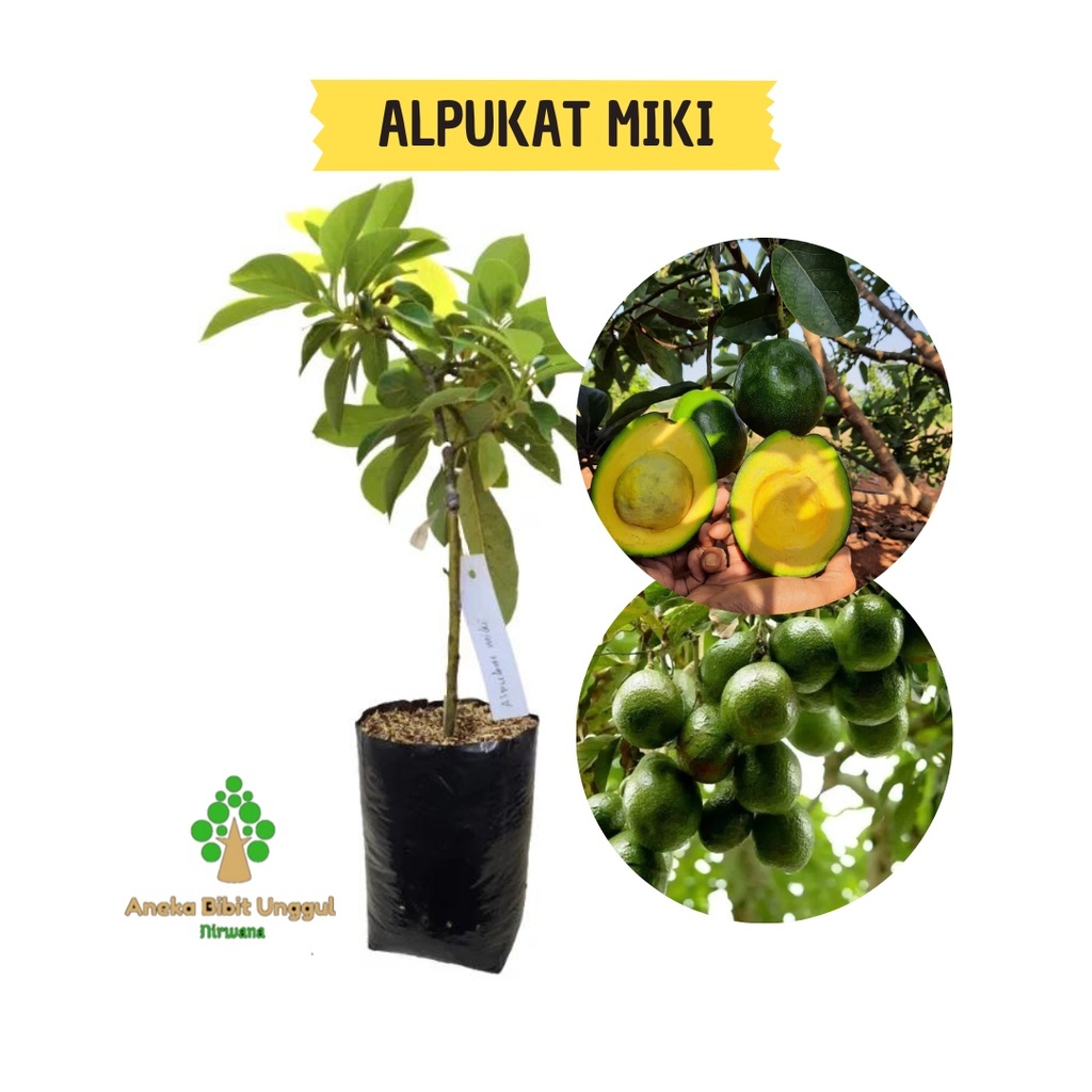 Bibit Buah Alpukat Miki Jumbo Sudah Rimbun Cepat Berbuah Beli 3 Gratis 1 Promo Bibit Buah Tumbuhan T