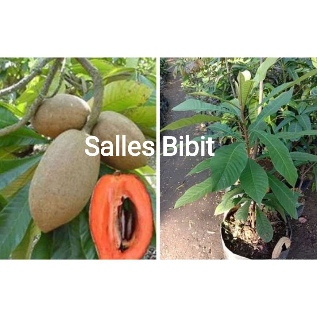 BIBIT SAWO MAMEY SAPOTE JUMBO