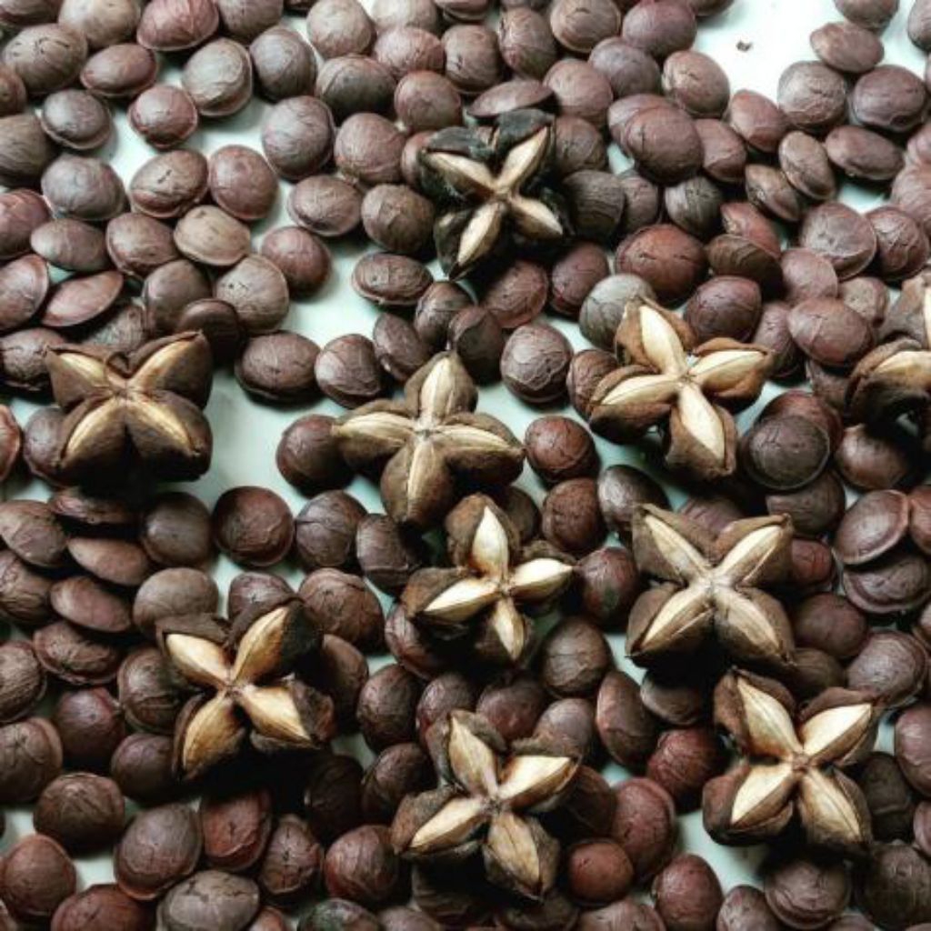 ( 15 butir ) biji/benih kacang sacha inchi