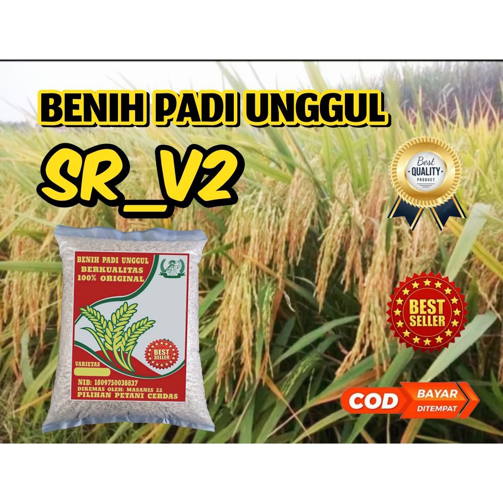 BENIH PADI (SR V2) SUPER GENJAH 1KG