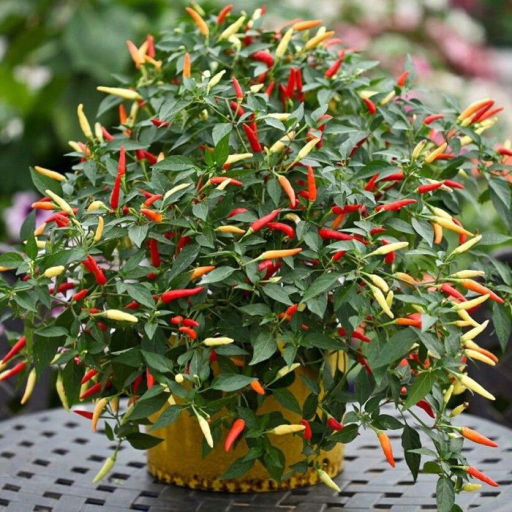 (PROMO) TERMURAH Bibit tanaman cabe setan SUPER PEDAS / tanaman cabe setan siap berbuah / bibit tana