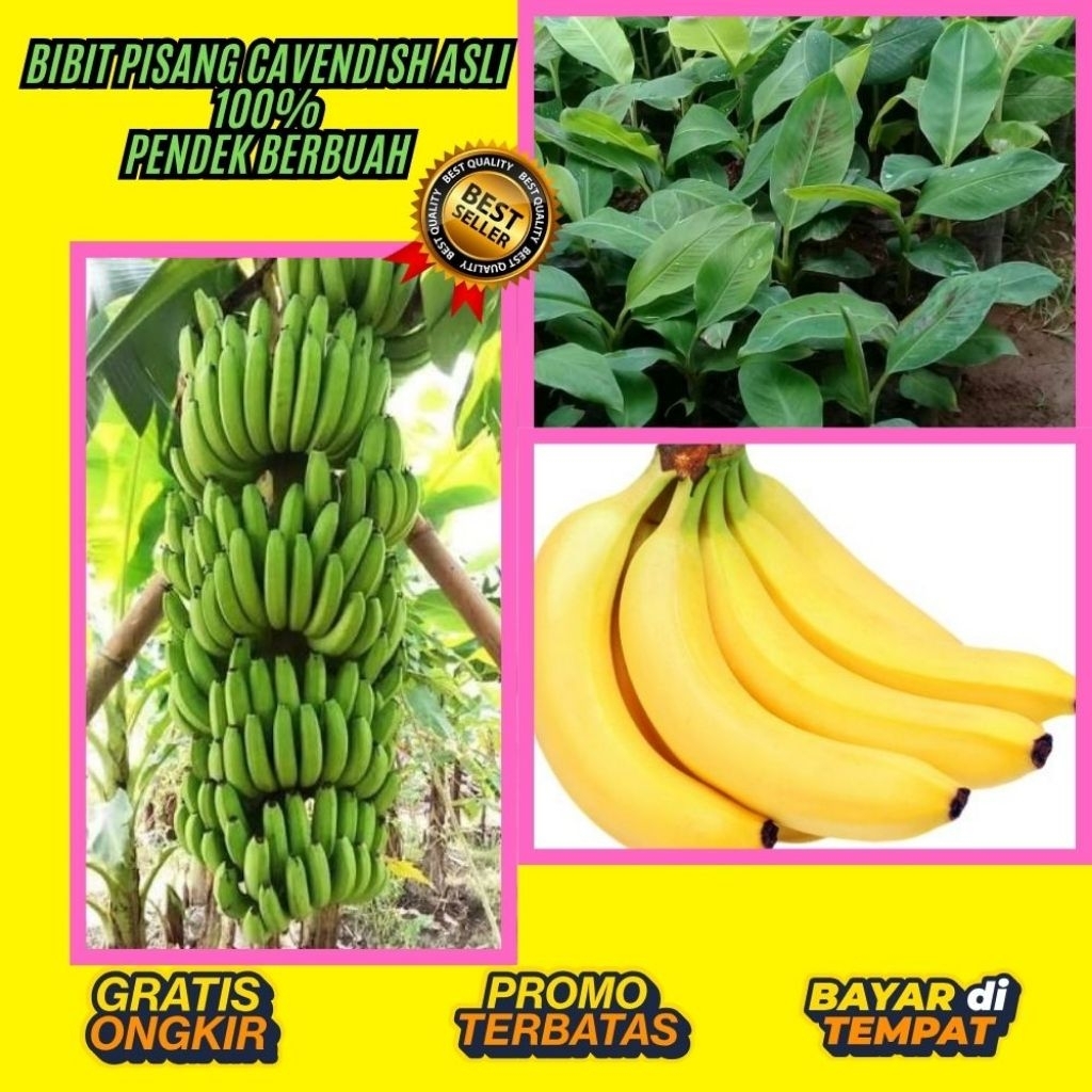 BIBIT BERKUALITAS  Pohon Pisang Cavendish Harga  Pohon Pisang Cavendish Kuning  Pohon Pisang Cavendi