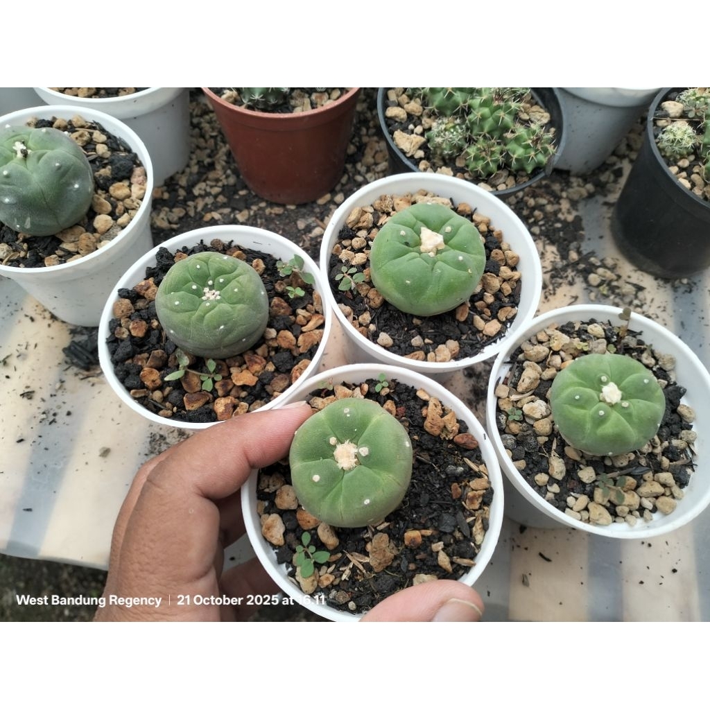 lophophora diffusa
