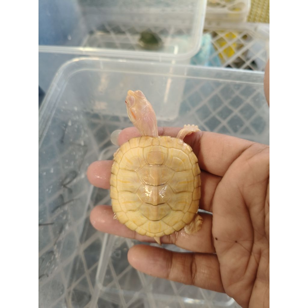 Pelet kura kura Brazil Albino