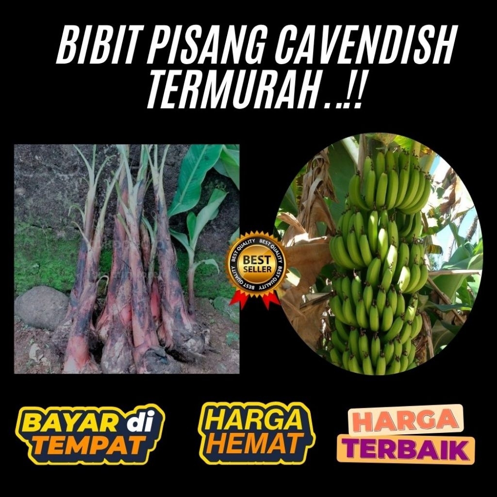 TERBUKTI ASLI  Bibit Pisang Cavendish G9 Bibit Pisang Cavendish Harga