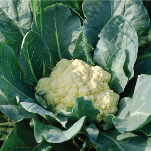 COD - Bibit Kembang Kol