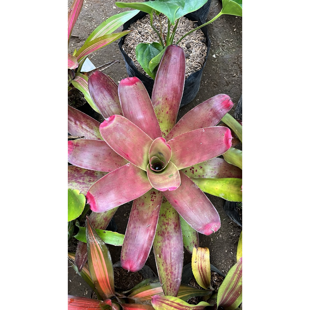 bromelia mawar