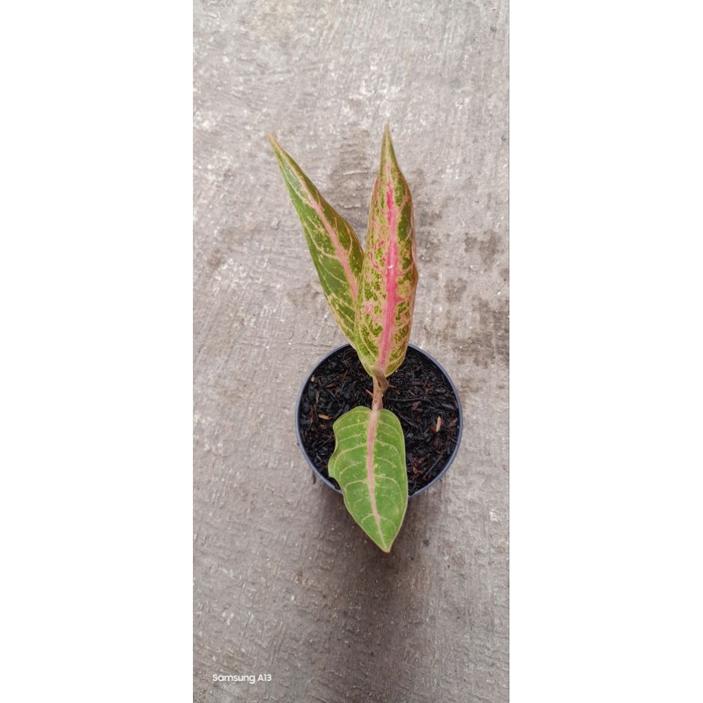 Aglonema MAHARDIKA (Size Remaja)