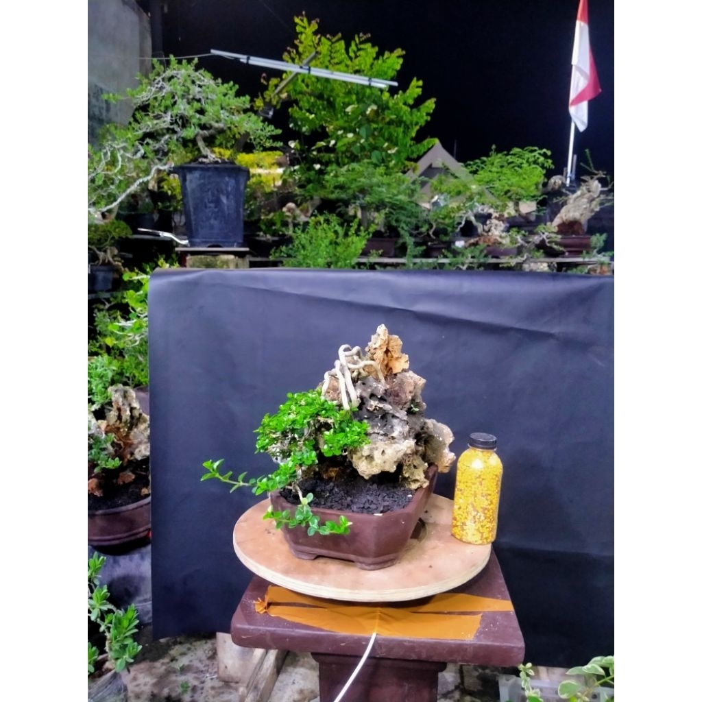 bonsai penjing dan otr