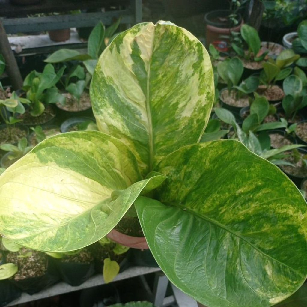 Tanaman Anthurium Jemani Mangkok Variegata