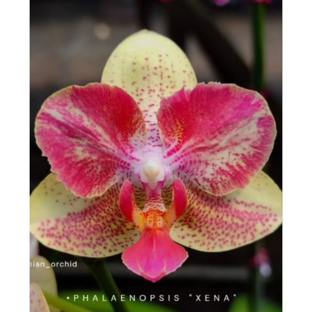 anggrek bulan spike xena koleksi spike