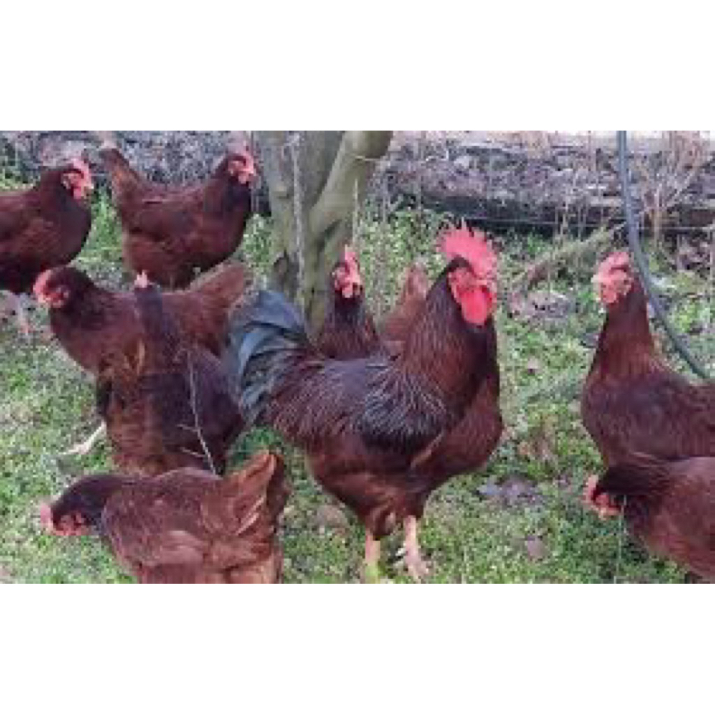 TELUR FERTIL AYAM RIR UNTUK DI TETASKAN