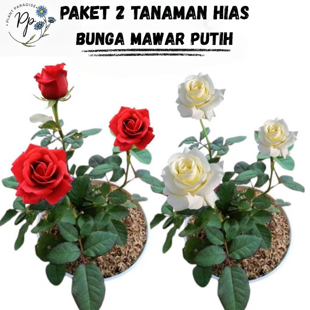 Paket 2 Tanaman Hias Bunga Mawar Asli Warna Merah Dan Putih Bibit Bunga Mawar