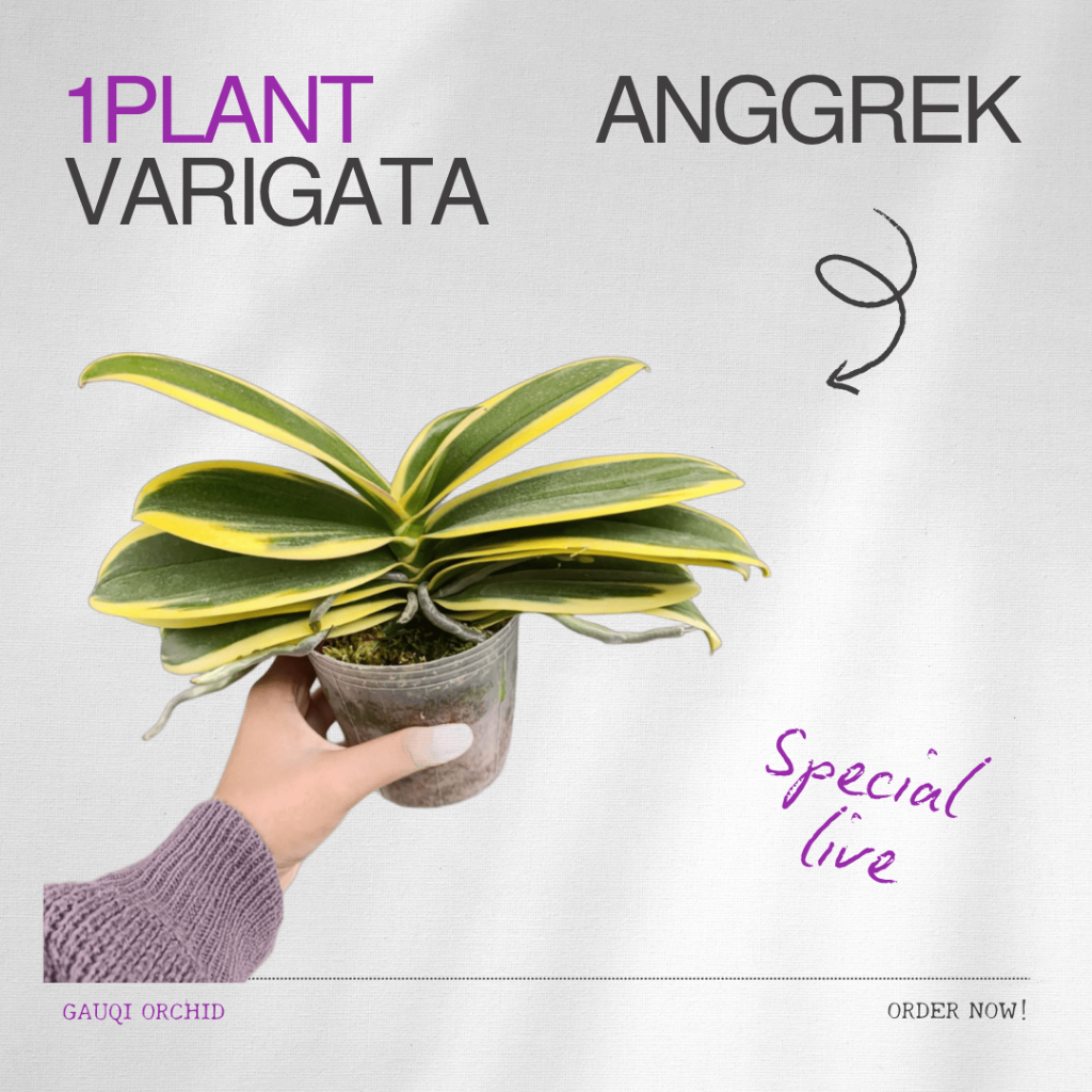 ANGGREK BULAN VARIEGATA