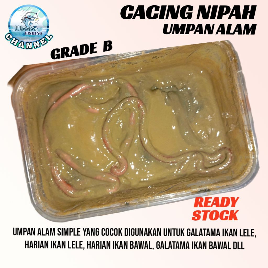 UMPAN CACING NIPAH GRADE B
