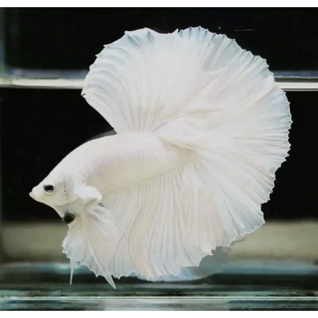 Ikan Cupang Halfmoon White Platinum