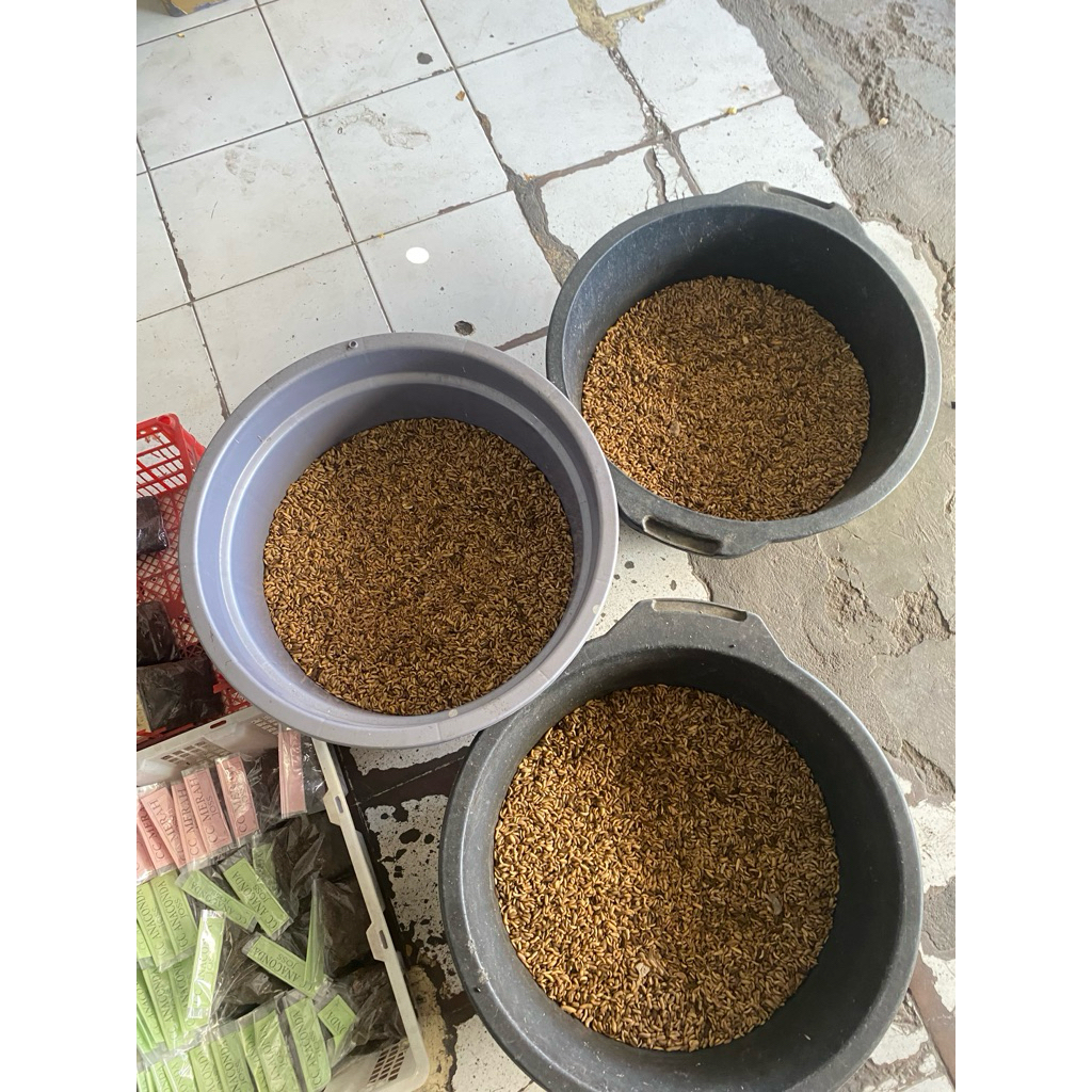 Magot Hidup Ori 250gr