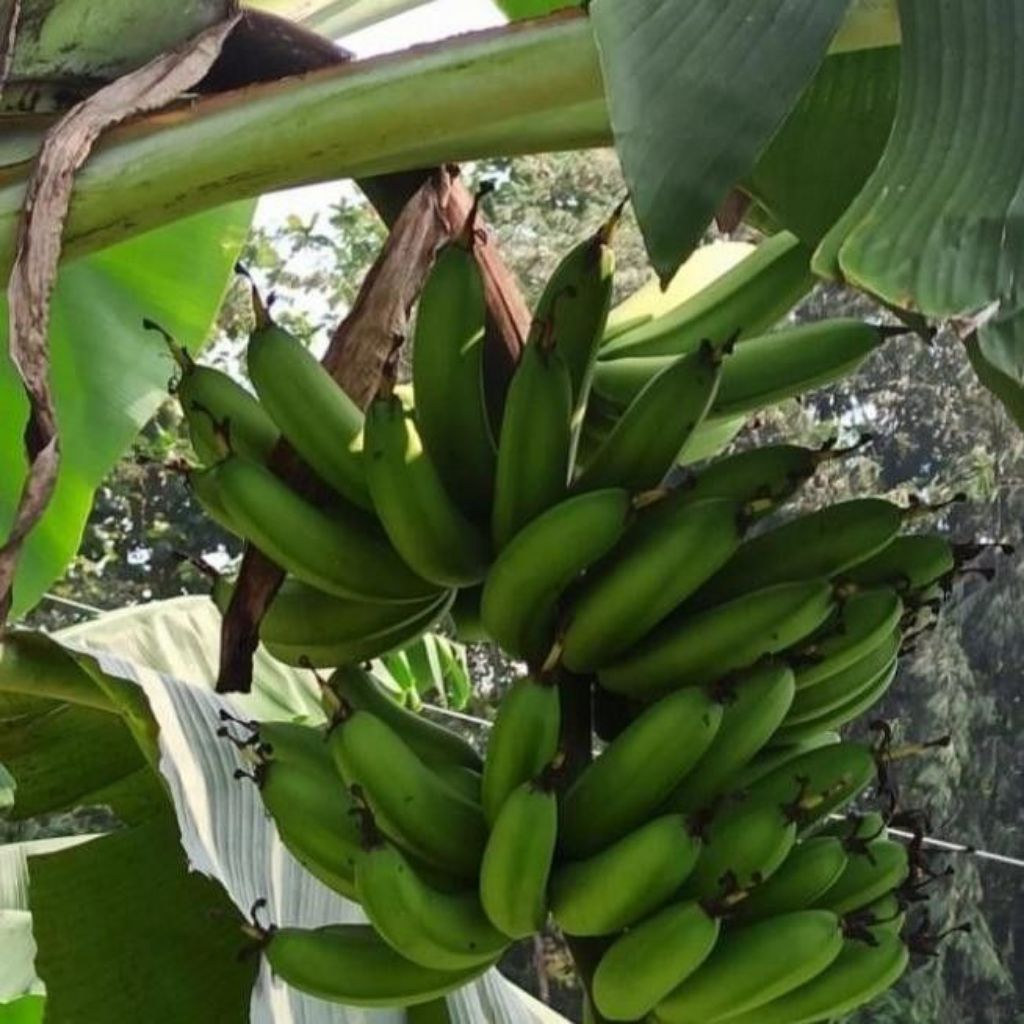 BIBIT BERKUALITAS  Bibit Pisang Cavendish Foto Bibit Pisang Cavendish G9 Bibit Pisang Cavendish Harg