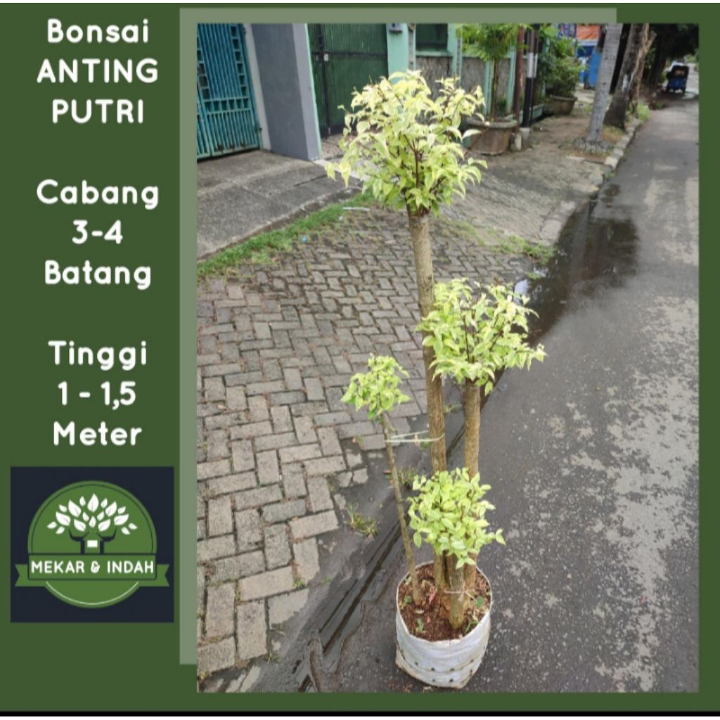 tanaman hias pohon bonsai anting putri _Anting putri