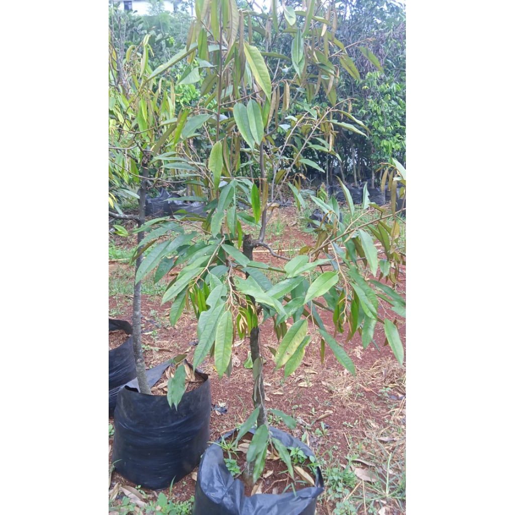 Tanaman durian musangking/pohon durian tinggi 2meter up
