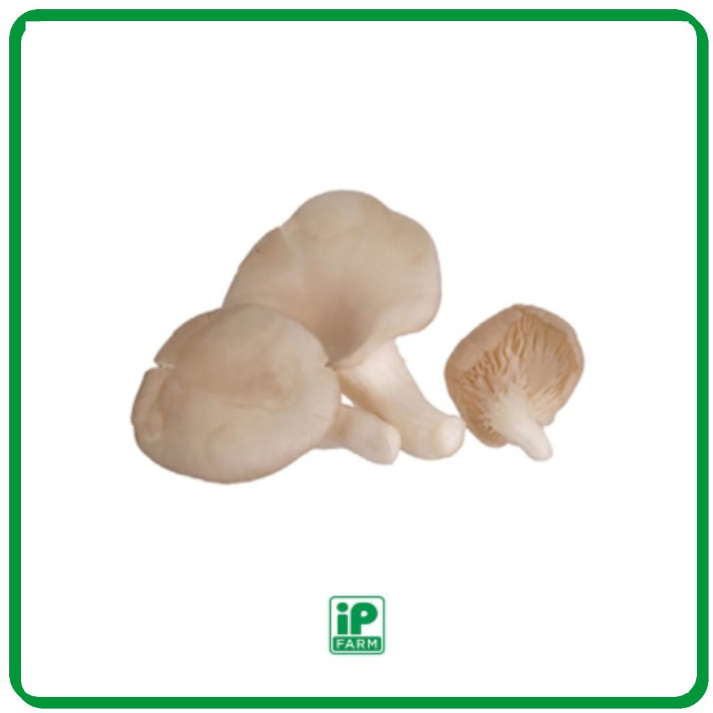 Fresh Grey Oyster / Jamur Tiram Lokal / Jamur Tiram / Jamur Tiram Segar