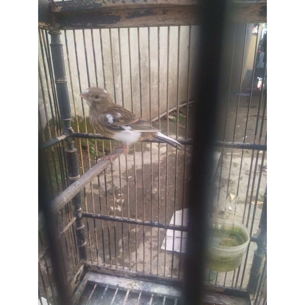 burung kenari abu putih anakan paud positif jantan