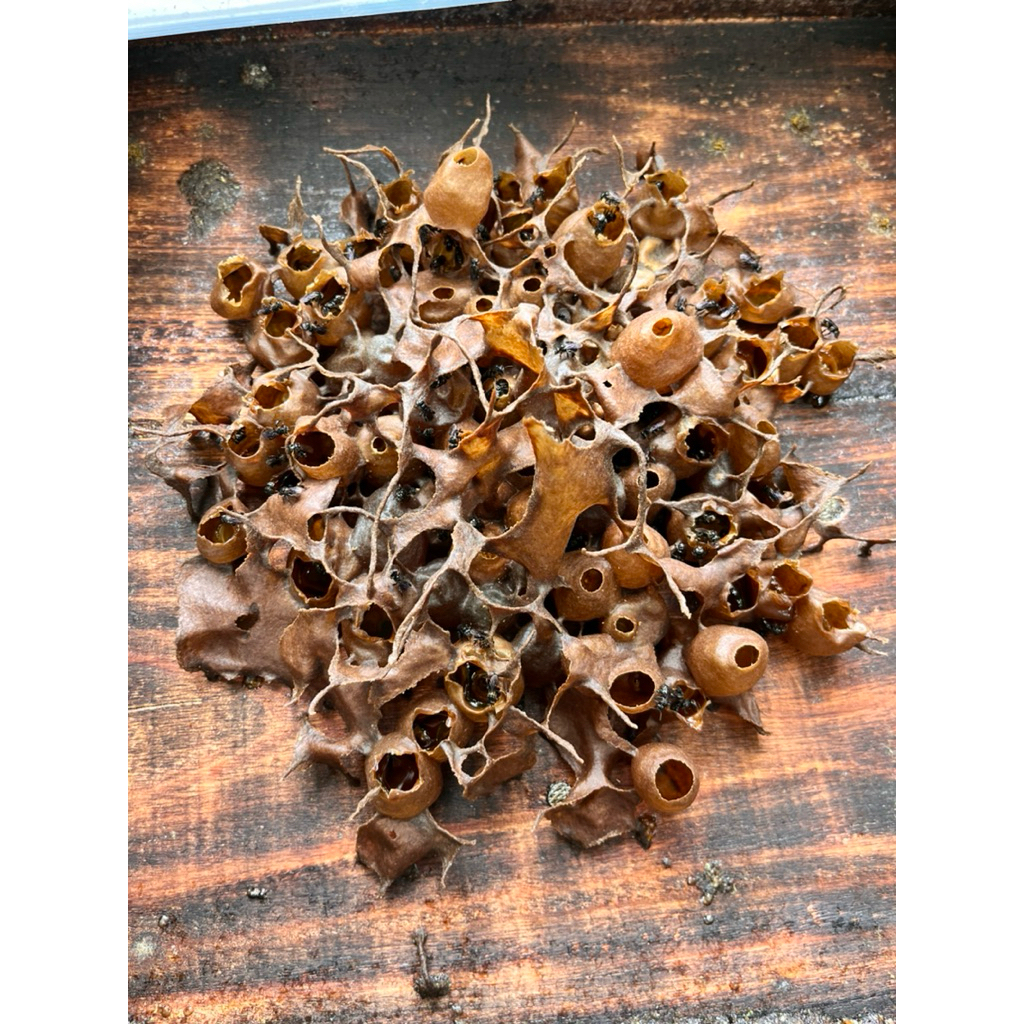 log stup koloni Trigona Itama Sumatera / galo galo / kelulut / klenceng / lanceng