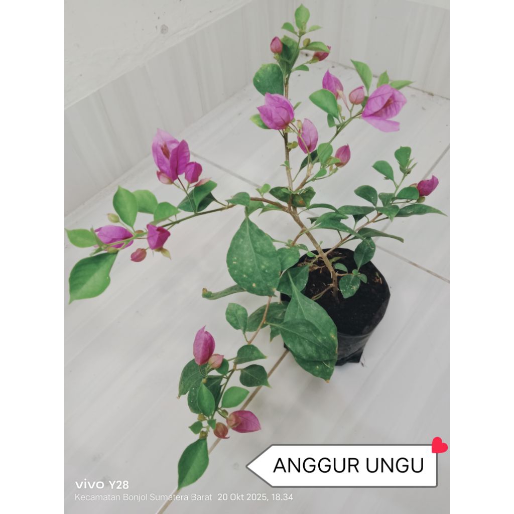 Bougenville/Bunga Kertas ID : ANGGUR UNGU