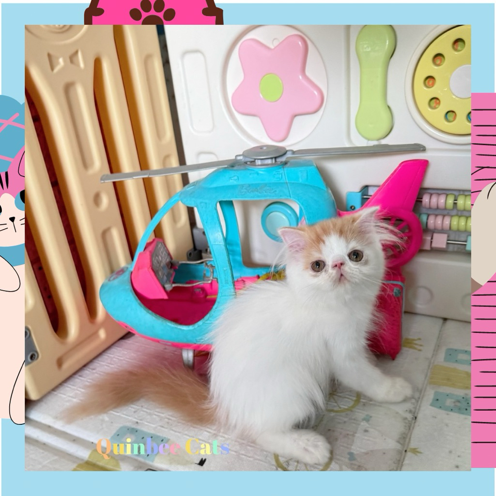 kucing Persia Peaknose Jantan Red Van / Oren putih