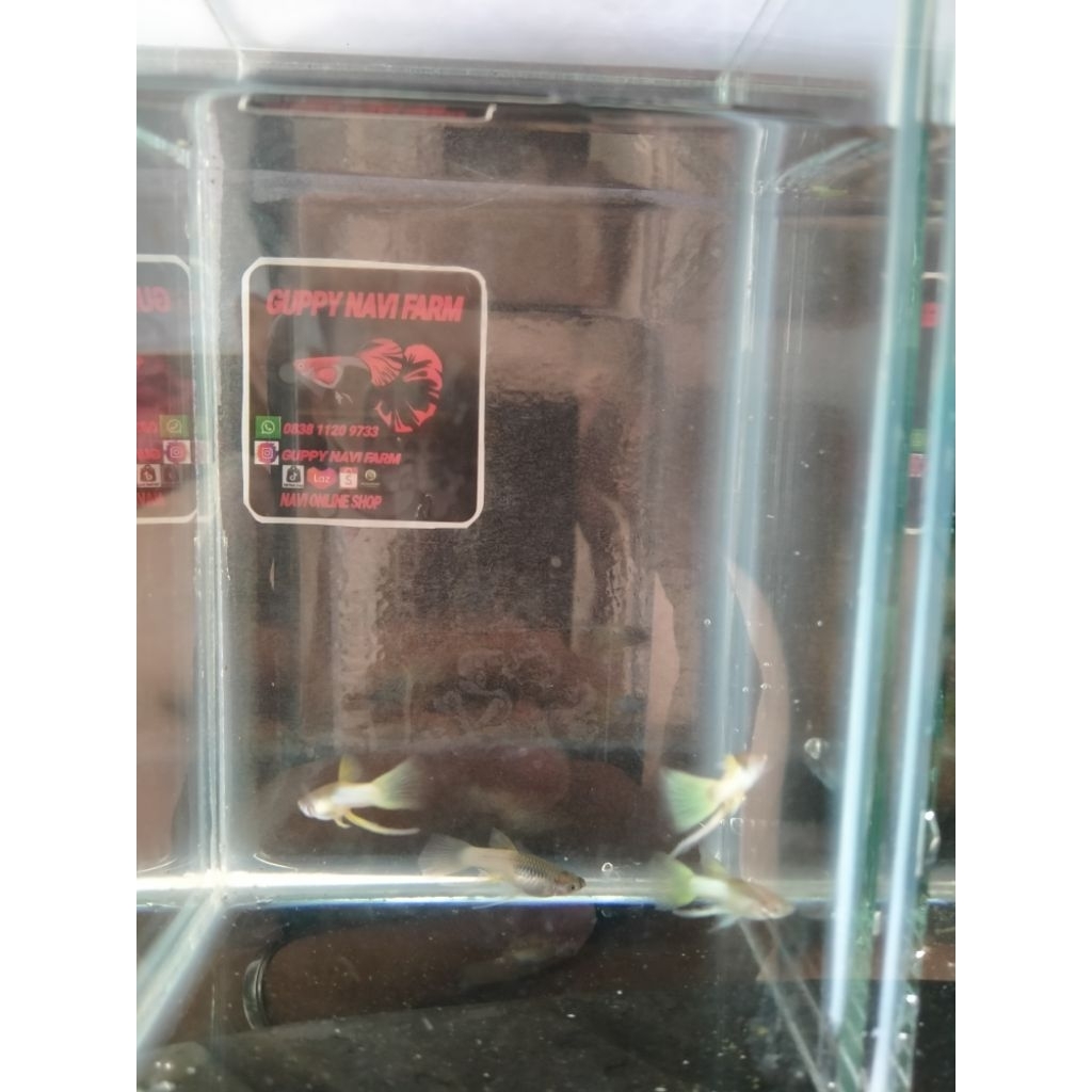 HIASAN AKUARIUM GUPPY METAL YELOW PINGU RIBON FIN C