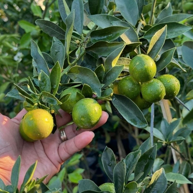 Bibit Tanaman Jeruk Tongheng Manis Kondisi Berbuah atau Berbunga/Jeruk Bisa Dimakan dengan Kulit Bag