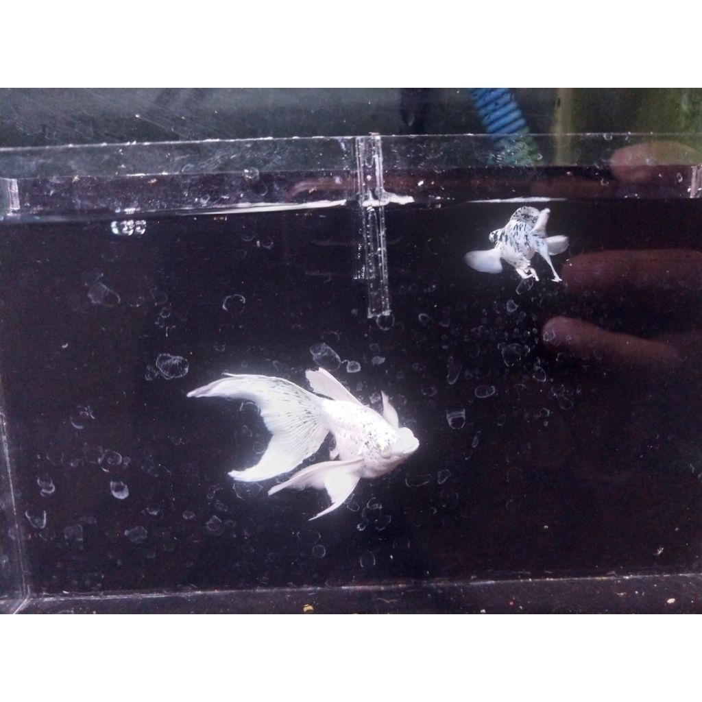ikan molly ballon platinum marbel veiltail mata kristal betina