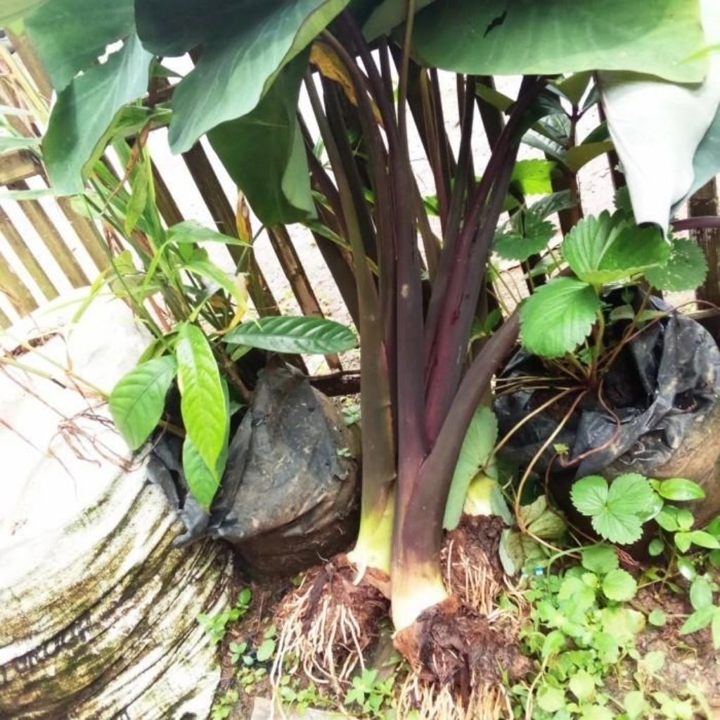 bibit talas ungu talas lompong talas lompong sayur