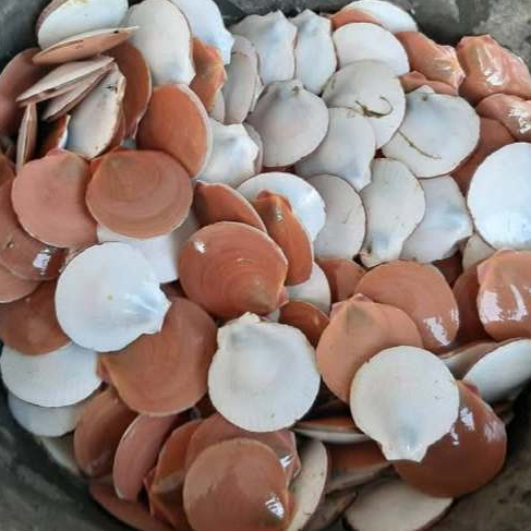 Kerang Simping 1Kg Kerang Simping Segar Kerang Srimping Kerang Srimping Kerang Kupas Seafood Kerang 