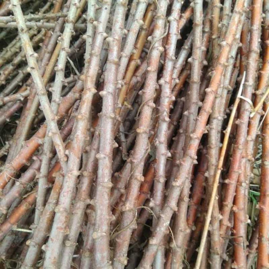 Batang Ubi Kayu 1 Meter – Bibit & Pagar Hidup