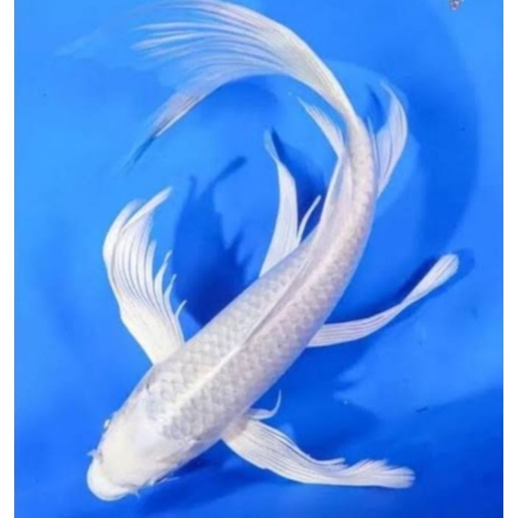 bibit platinum kumpay sleyer